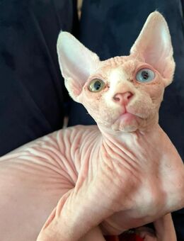 Odd Eye Sphynx Mädchen mit WCF Stammbaum - Hamburg Hamburg-Nord