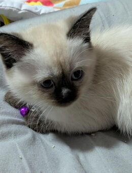 Siam /Heilige Birma woll Knöllchen suchen Zuhause - Mönchengladbach