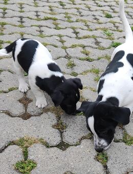 Jack Russell Welpen - Röckingen