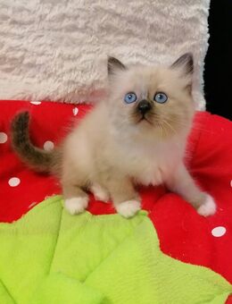 Heilige birma kitten - Geislingen (Steige)