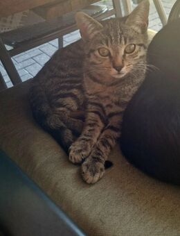 2 Katzen (w) in liebevolle Hände abzugeben - Bielefeld Heideblümchen