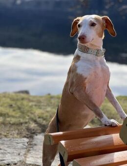 die hübsche Siva sucht ein Zuhause - Untergriesbach