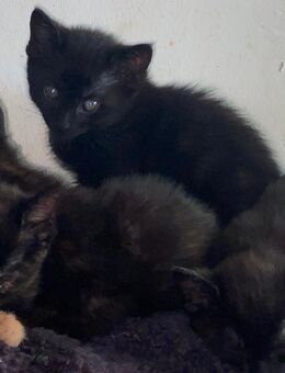 Schwarze Main coon mix kitten zum verkaufen Ulm - Ulm