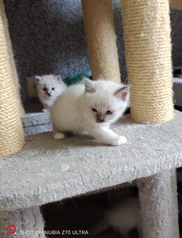 Heilige Birma kitten - Grevesmühlen