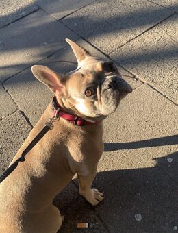 Bella 5j. Sucht ein liebevolles Zuhause - Hamburg