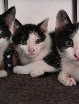 Katzenbabys 4 Mini Klein bleibend - Andervenne