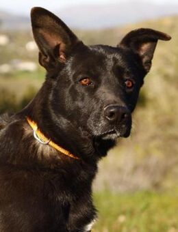 LUPIN - mag es fröhlich und aktiv! - Sulzbach-Laufen