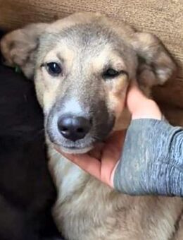 SUSIE ~ sensibles Zuckerschnutchen - Duisburg