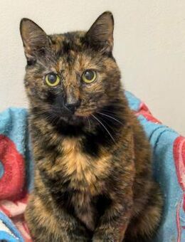 ✨Einzelkatze Mathilda ✨ - Eislingen (Fils)