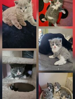 Süße BKH Kitten abzugeben - Frasdorf