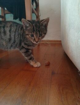 Kätzchen , Kitten Babykatze - Furth