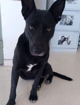 ALMA - die schwarze Schönheit..... - Kempen