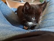 Kitten ( katzenbabys) - Münchenbernsdorf