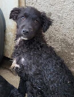 Flynn 💗offener, verspielter Hundejunge - Hamburg