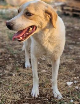 Freya-Fleur sucht strukturierte Menschen - Mettmann