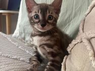 Reinrassige Bengalkatze abzugeben - Berlin