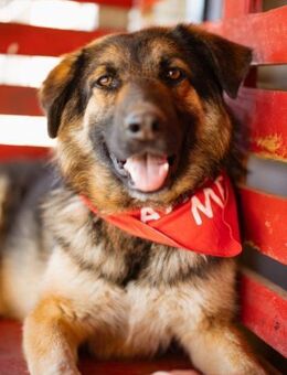 MO🩵kluger, hübscher Schäferhund-Mix-Bub - Hamburg