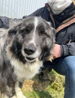 Gipsy sucht liebe Menschen - Neuhausen (Fildern)