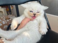 BKH Kitten - Berlin