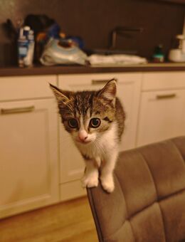 3 kleine Katzen suchen ein liebevolles Zuhause - Döbern