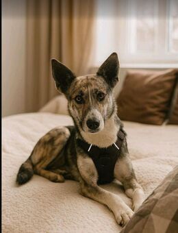 LUPO-Energie,Herz & Abenteuerlust - Mönchengladbach