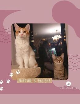 Kätzchen Dalisha und Martino sind bereit - Lalendorf