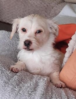 🐾 Balou 10 Monate junger, zarter Misc - Kassel