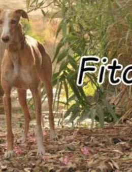 Fito ist auf dem Weg zum Glück - Essingen (Rheinland-Pfalz)