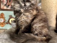 Katzenbabys Persermix - Geisenfeld