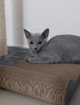 Russich Blau Jungkater - Büdelsdorf