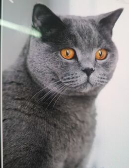 Britisches Kurzhaar sehr schön - Salzgitter