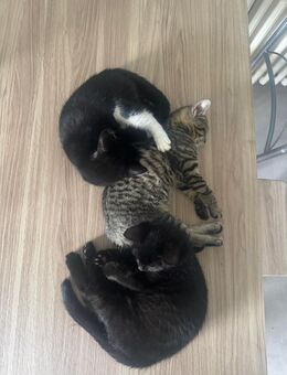Kitten Wurfdatum 04.04.25 - Lippstadt