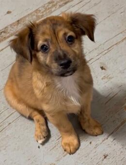 MARLA sucht liebevolles Zuhause 💞 - Völklingen