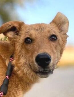 KARAMELL wurde im Stich gelassen - Hof