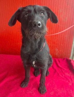 bezaubernde Schnauzerine KIRA - Mamming