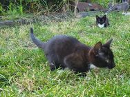 Wir haben drei Katzen Kitten 2 suchen Gutes zuhause! - Wolfsburg