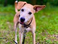 Masha❤️sucht Pflege- oder Endstelle - Rott (Inn)