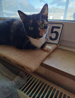 Einzigartige, eher kleine Glückskatze (mehrfarbig) ❤️❤️❤️ - Südlohn