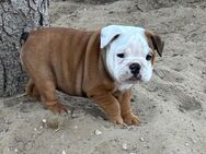 English Bulldog Welpen reinrassig aus gesunder Verpaarung - Wriezen