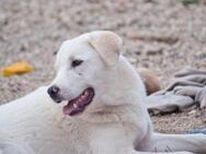 Pedro sucht ein liebevolles Zuhause! - Krefeld