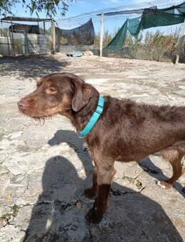 Fussy will sein Herz verschenken - Berlin