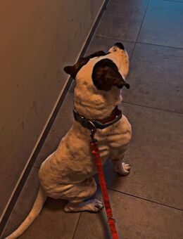 Verkaufe Cane Corso mix - Halle (Saale)