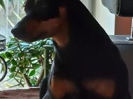 Deckrüde Zwergpinscher - Wendeburg