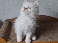 Reinrassige Perser Kater - Berlin