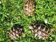 Griechische Landschildkröte - Lengenfeld
