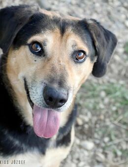 Levente, auf einer Pflegestelle in NRW - Dorsten