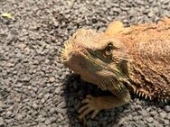 Bartagame in gute Hände abzugeben - Herzogenrath