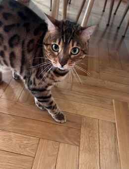 Unsere Bengal-Katze Nala sucht ein liebevolles Zuhause bei einer jungen Familie - Neu Ulm