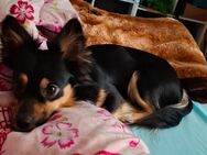 Hund sucht dringend ein neues Zuhause - Eisenach