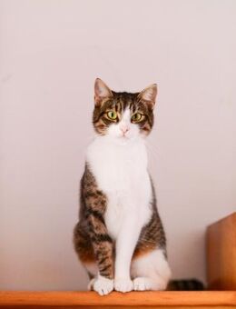 April aus dem Tierschutz - Grevenbroich